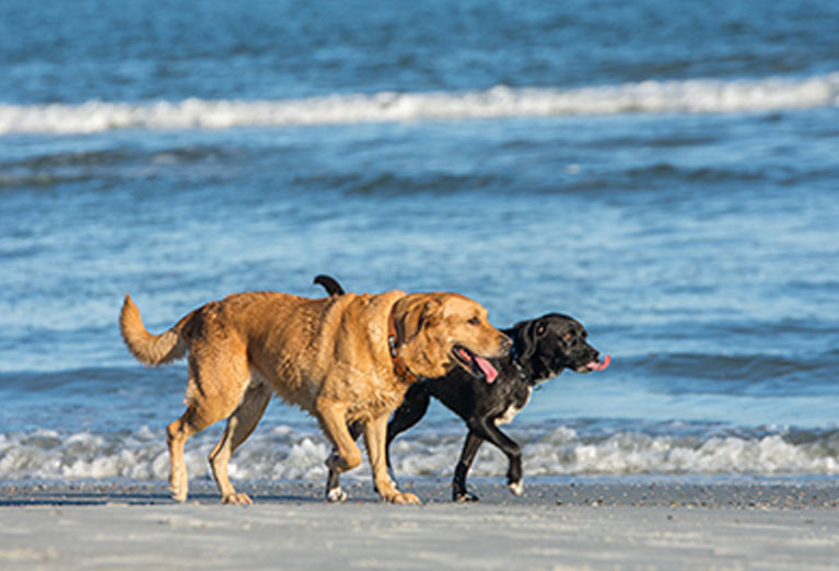 Jupiter Dog Beach