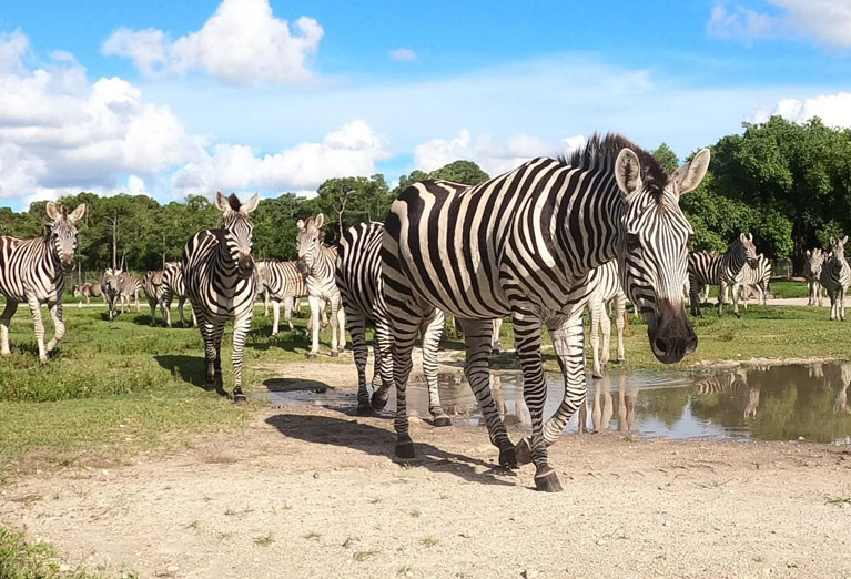 Lion Country Safari
