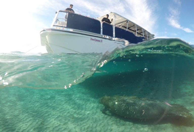 Manatee Queen Sightseeing Boat