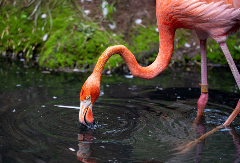 Palm Beach Zoo & Museum